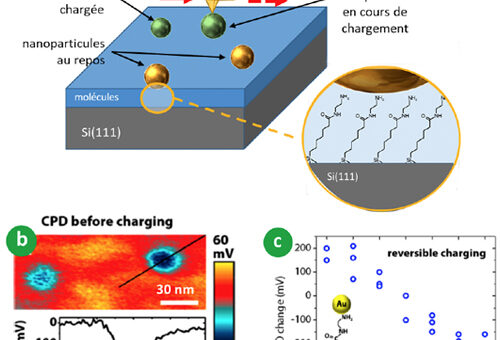 Schéma d’une surface G.O.M. (Grafted Organic Monolayer) sur silicium et de 4 nanoparticules d’or.