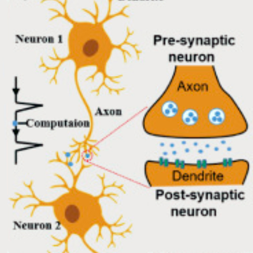Neurones et connections synaptiques