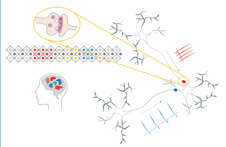Schéma d'une synapse artificielle