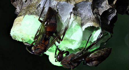 Nid de guêpes fluorescents