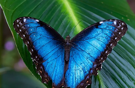 Photo d'un papillon Morpho