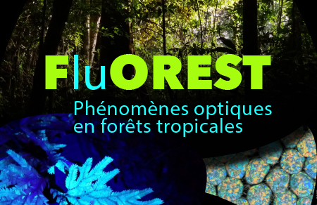 Exposition FluOREST-Phénomènes optiques en forêts tropicales - BCPR - Sorbonne Université - 22/04-3/06/24